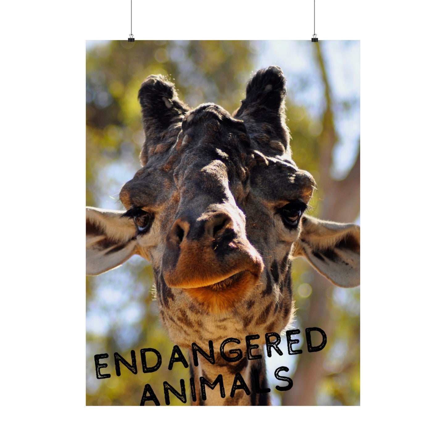 Giraffe Wall Art, Endangered Animal Poster, Photography by A. B. Petrow, Not AI! Save the Giraffes