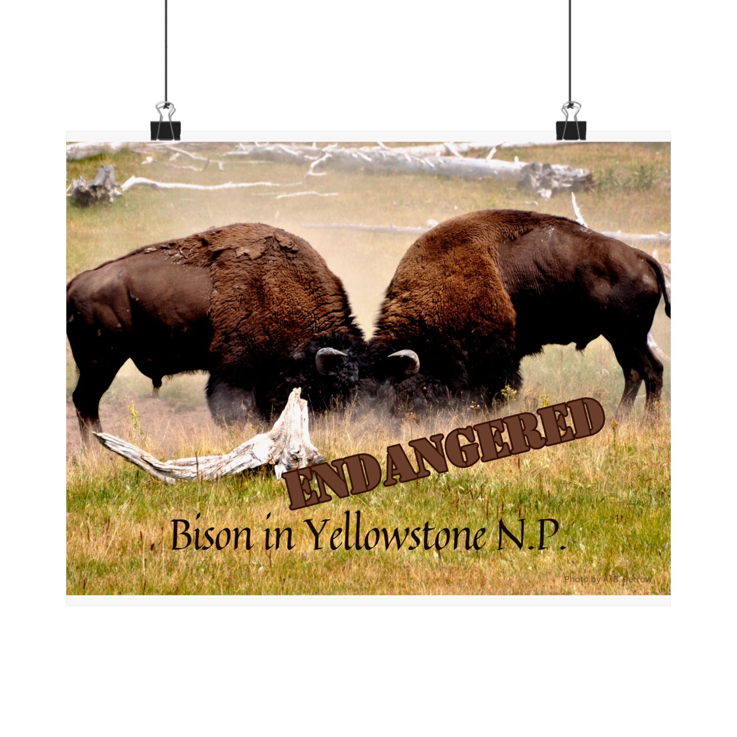 Buffalo Battle Endangered Species Yellowstone Poster Not AI, Photo by A. B. Petrow