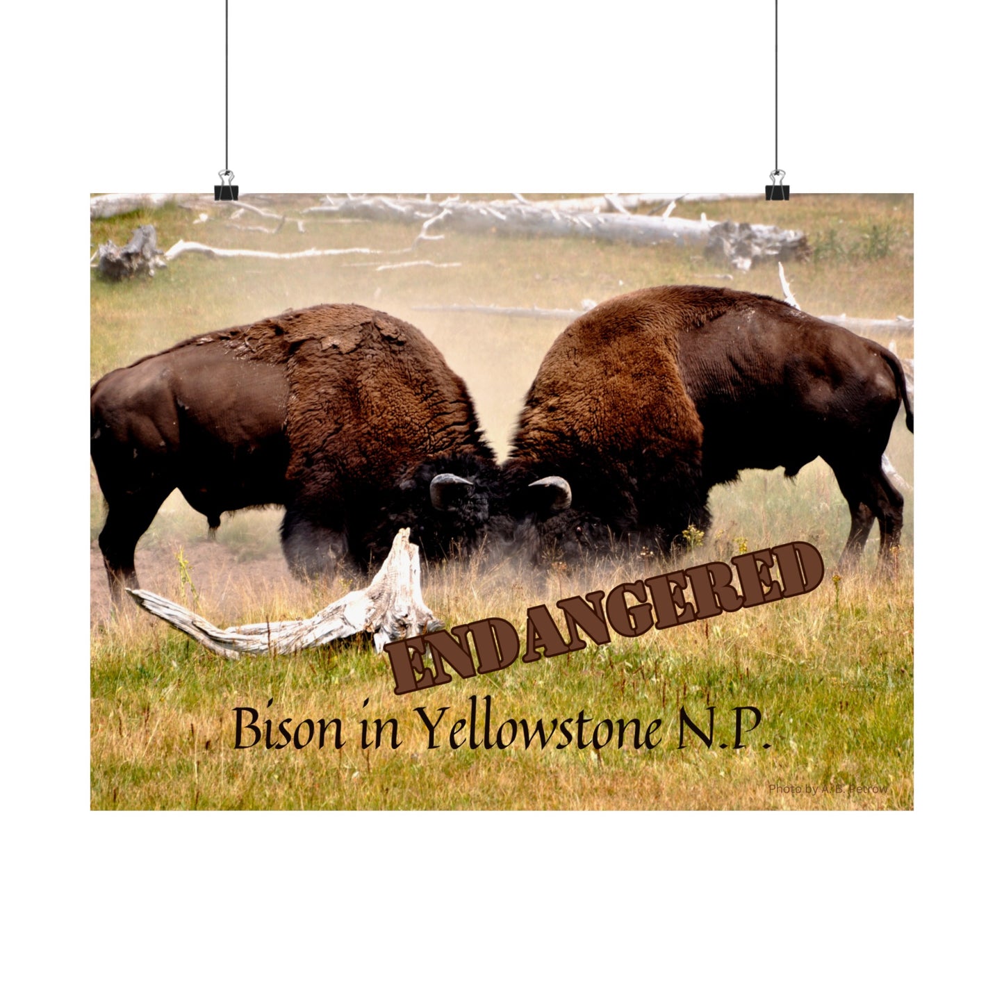 Buffalo Battle Endangered Species Yellowstone Poster Not AI, Photo by A. B. Petrow