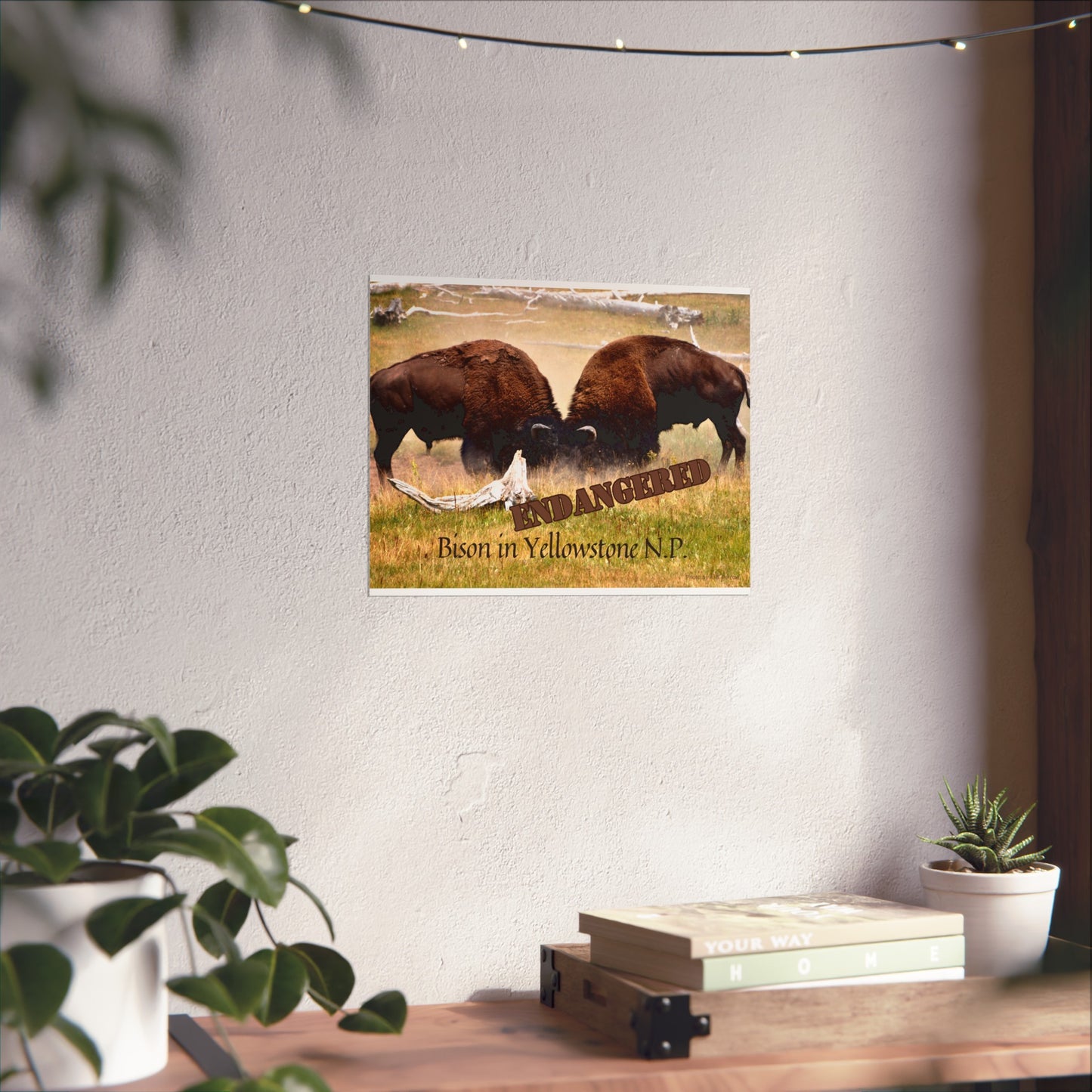 Buffalo Battle Endangered Species Yellowstone Poster Not AI, Photo by A. B. Petrow