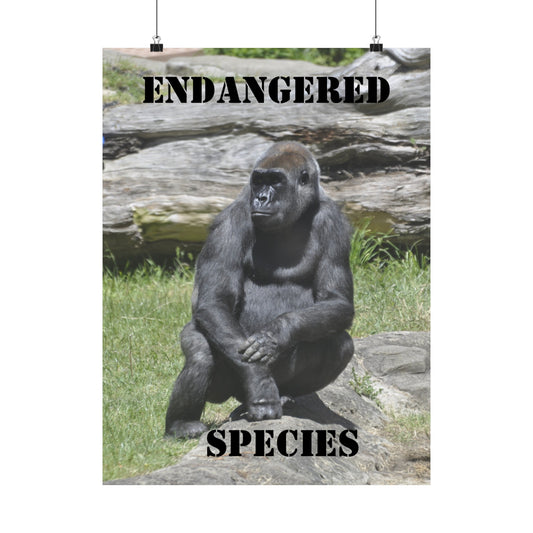 Gorilla Poster, Wall Art, Endangered Species, Not AI, Photo by A. B. Petrow