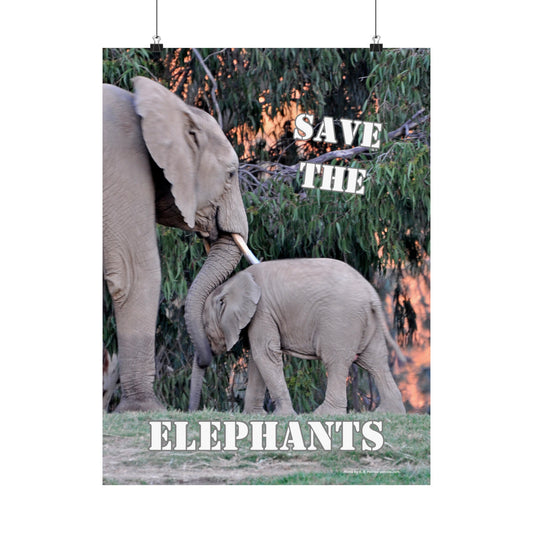 Elephant Wall Art, Elephant Poster, Baby Elephant, Photo by A. B. Petrow, not AI  Endangered species.