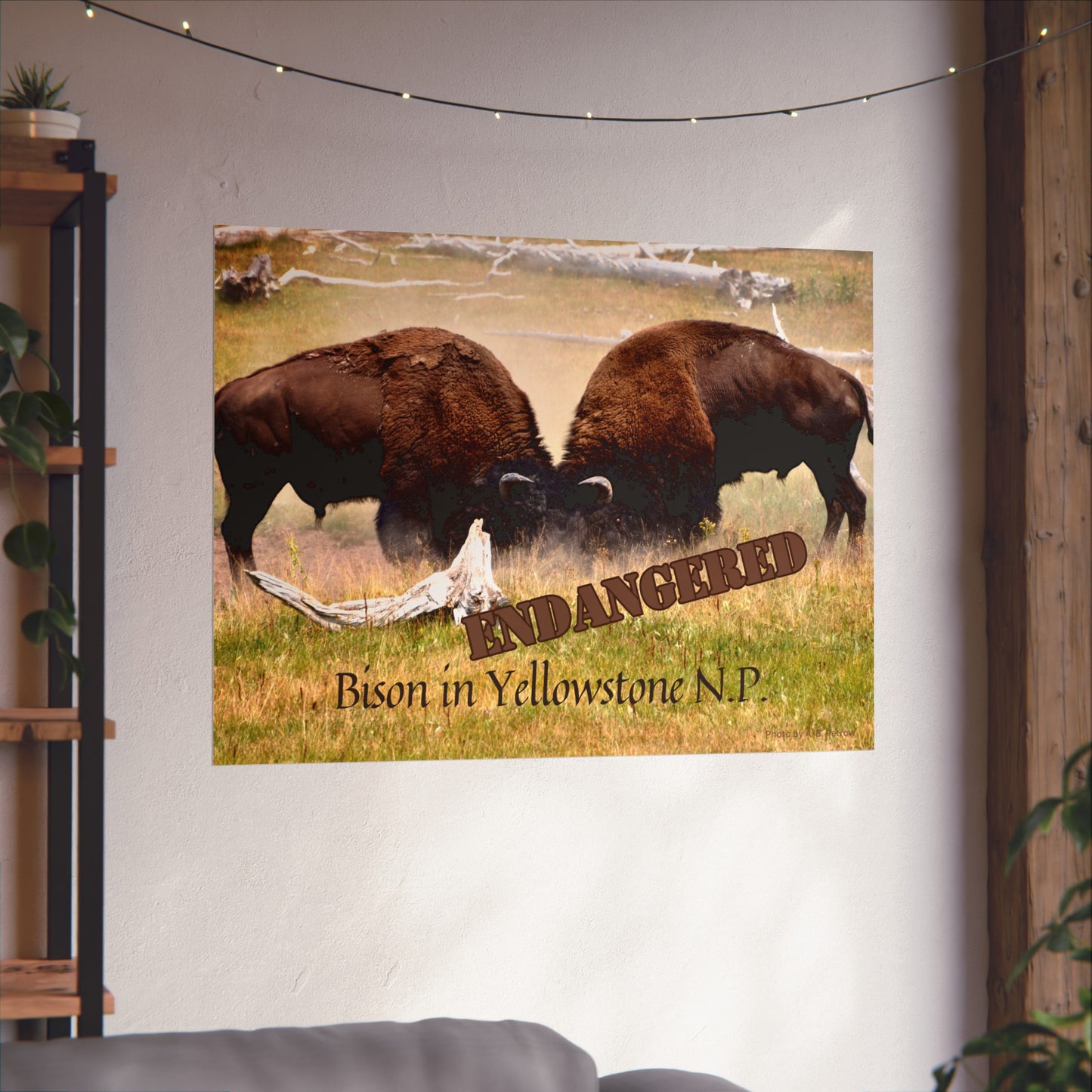 Buffalo Battle Endangered Species Yellowstone Poster Not AI, Photo by A. B. Petrow