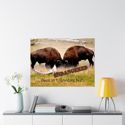 Buffalo Battle Endangered Species Yellowstone Poster Not AI, Photo by A. B. Petrow